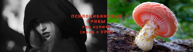 Псилоцибиновые грибы Psilocybe  где купить наркоту  нарко площадка наркотические препараты  Коммунар 